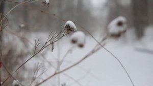 Где сладкий шёпот моих лесов Евгений Баратынский  Владимир Щукин