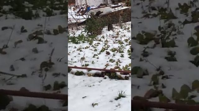 Охотник. Кот поймал зайца.