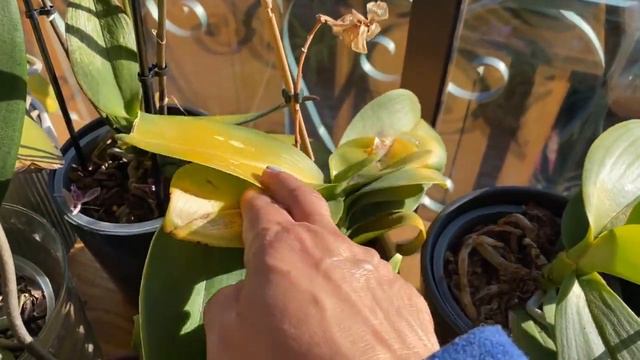 Двух недельный отпуск орхидей : как они себя чувствуют ? смотреть онлайн