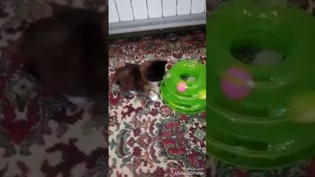 Котята мейн кун
