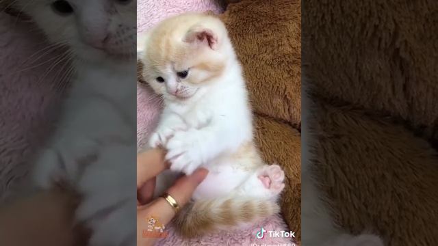 Милые Кошки ❤️ Самая Симпатичная Кошка В Мире ❤️ Сборник Милых Кошек 2022
