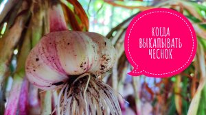 Когда выкапывать чеснок? В какие сроки выкапывают летом чеснок? Где сушить чеснок после выкопки?