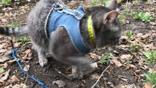 Кошка Буся гоняет соседских котов. Буся с Варей подружились