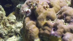 "Zоопарк": "Лучший в мире дайвинг"