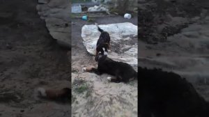 бернский зенненхунд уже 6 месяцев