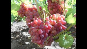 Виноградник Юрия Матвеева на 12 августа 2023 года.