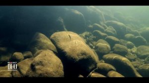 Lure Masterclass: Spearhead Ryuki 50S - How to