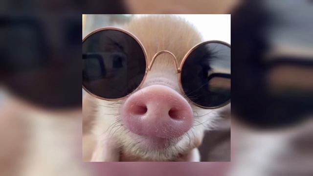 Мюслі UA - Я тебе кохаю мій солодкий кабанчик смотреть онлайн