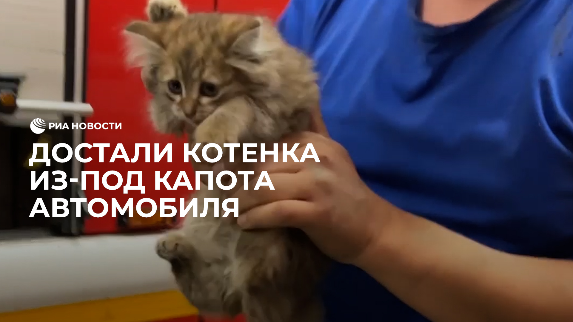 Кошка вытаскивает котенка