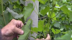 Обломка винограда