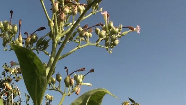 Сезон сбора семян медоносных и полезных растений на старте. смотреть онлайн