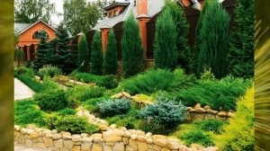 Уголок из хвойников на даче