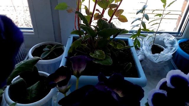 цветет алоэ- плант смотреть онлайн