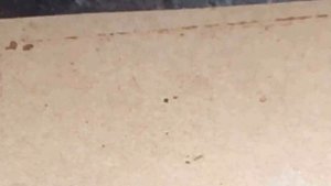 Лечение от клеща полосками Акарасан