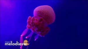 Stunning Aquarium Relax Music Relaxing Ocean Jelly Fish ~ Relaxing Music for Sleep, Yoga, Meditatio