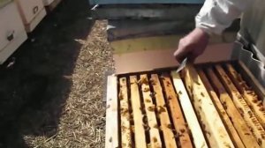 Обработка пчелосемей эндоглюкином 02 04 2019