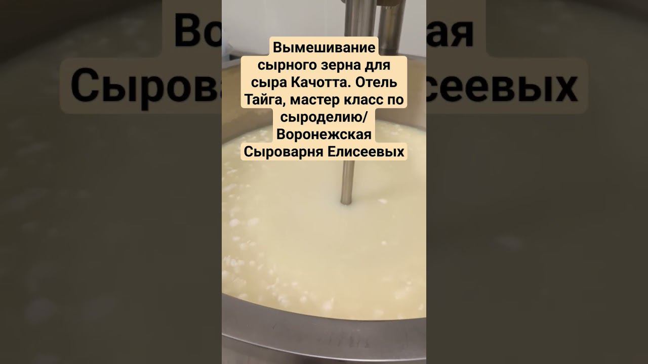 Вымешивание сырного зерна для сыра Качотта. Отель Тайга, мастер класс по сыроделию
