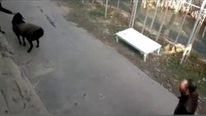 злой баран бодается. смотреть всем.полный смех