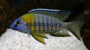 Aulonocara gertrudae. Энциклопедия малавийских цихлид от "А" до "Z"
