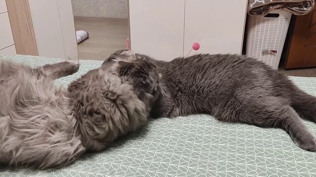 У Ватсона все хорошо 🐈💞 смотреть онлайн