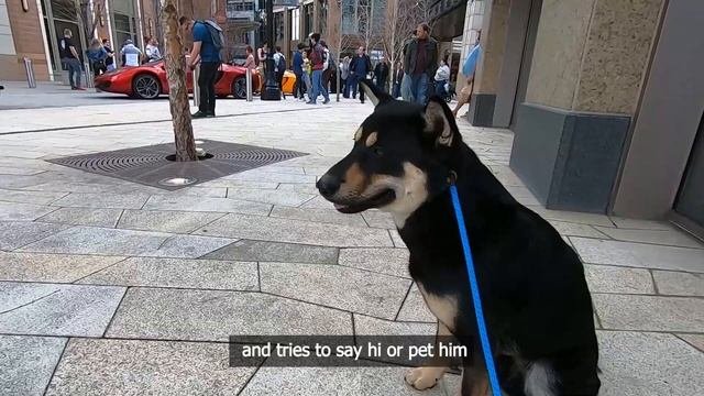 Korean Jindo - Here Are 5 Fun Facts About Korean Jindo Dogs 진돗개의 재밌는 점 5가지?