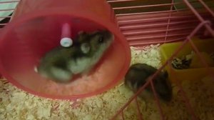 Смешные хомячки - джунгарики.MOV