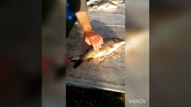 Очистить рыбу от чешуи ложкой