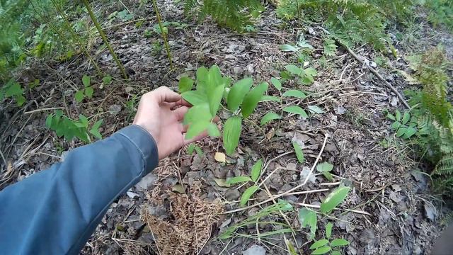 Собираем урожай меда. смотреть онлайн