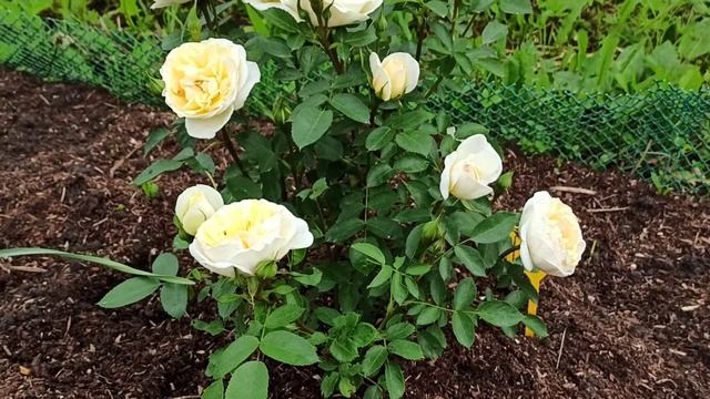 J. P. Connell Канадская парковая роза #саднадежды #розы смотреть онлайн