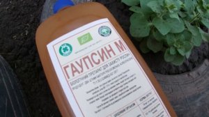 КАК ПОМОЧЬ РАСТЕНИЯМ ВЫЙТИ ИЗ СТРЕССА ПОСЛЕ ХОЛОДА И ДОЖДЕЙ?