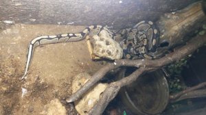 Королевские питоны (Python regius) в террариуме
