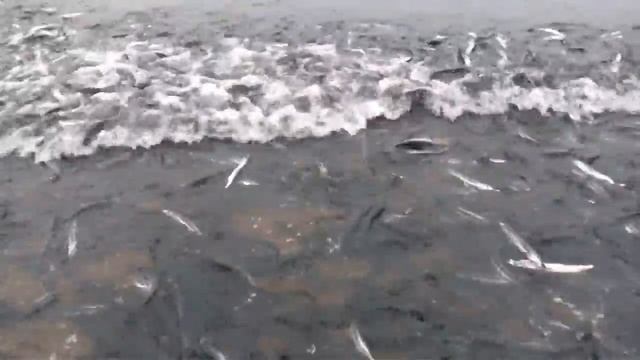 Сахалин.мойва (уек)на нересте смотреть онлайн