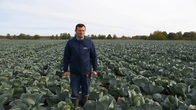Капуста Сторидор F1. Опыт выращивания в СПК "Озеры" смотреть онлайн