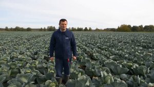 Капуста Сторидор F1. Опыт выращивания в СПК "Озеры"
