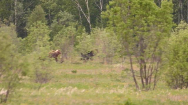 Медведица испугалась крупного самца 18 июня 2023 смотреть онлайн