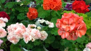 Выставка пеларгоний в Невском Доме Фиалки, 5-7 сентября 2013