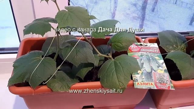 Зимний ОГОРОД на подоконнике