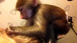 Adorable Baby Monkey Grooming Long Blonde Hair