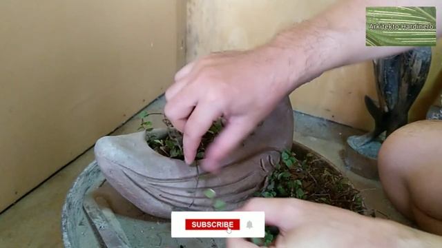 TURTLE VINE PROPAGATION & PLANT STYLING | Callisia repens Care | Plant Styling with Terracotta Pots смотреть онлайн