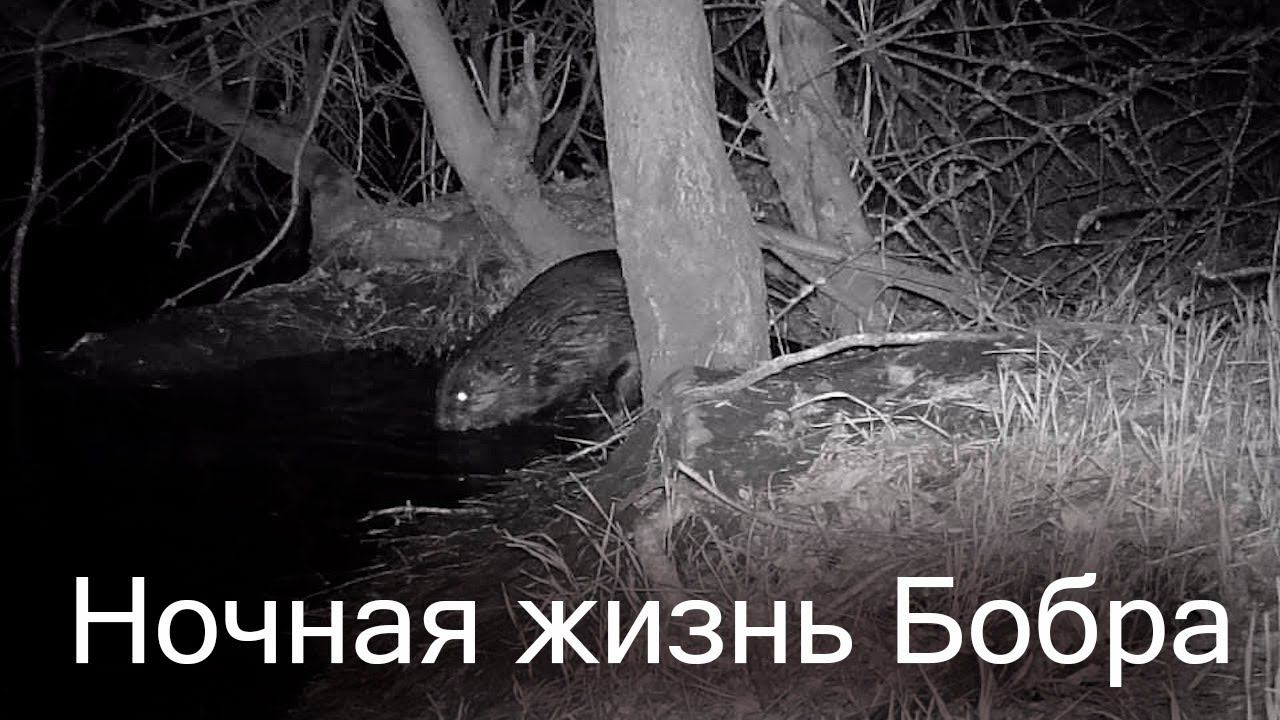 Бобр и его ночные купания / Eurasian beaver смотреть онлайн