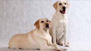 Лабрадор ретривер краткое  описание породы