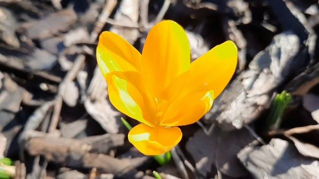 Обрезка гортензии POLAR BEAR и PINK DIAMOND. 01.03.2023 Черенки. Сосед на тракторе. Цветение 08.202 смотреть онлайн