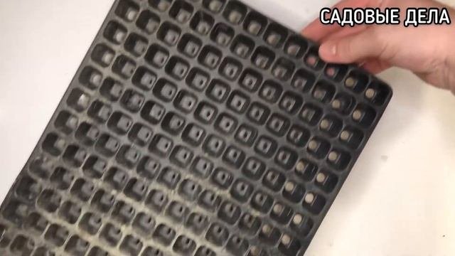 ПОСАДКА СЕМЯН БАРБАРИСА | САДОВЫЕ ДЕЛА#посадкасемянбарбариса #садовыедела