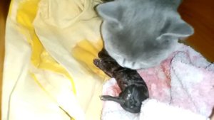 роды у кошки