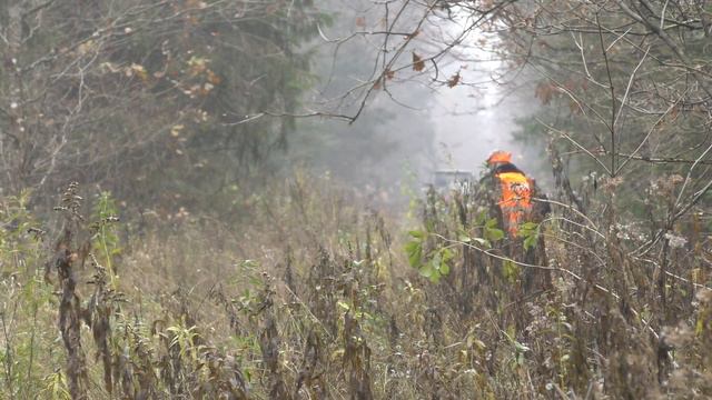 Загонная охота на кабана и косулю. 10 ноября 2018г. смотреть онлайн