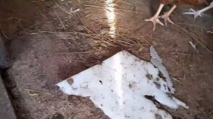 Покупка кур.