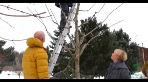 Обрезка и создание образа Клена остролистного "Принцетон Голд"