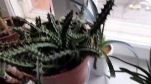 #комнатныецветы #гуэрния #цветок / Цветок гуэрнии кенийской ( лат. huernia)