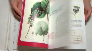 Ботаническая иллюстрация Венди Холендер ♥ ОБЗОР КНИГИ ♥ Oriona Art