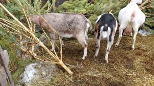 Как приучить сукотную козу к дойке.